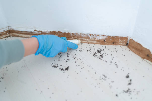 Best Wasp Removal Services  in Raintree Plantation, MO
